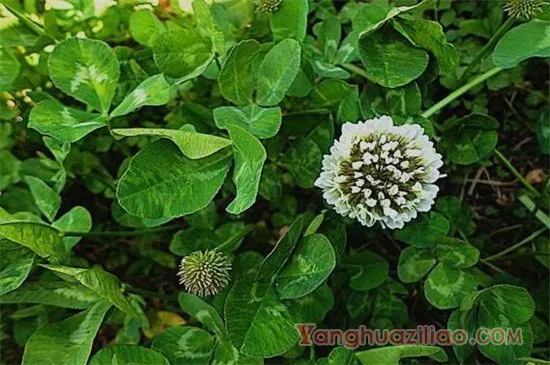 白车轴草怎么过冬，光照修剪控温养护