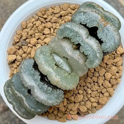 玉扇_十二卷_多肉植物