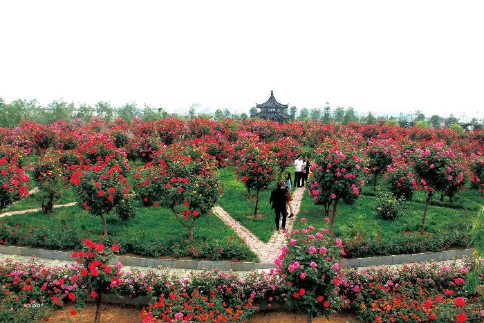 “市花”月季  花中的“皇后”