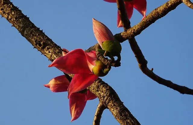广州市市花——红棉花