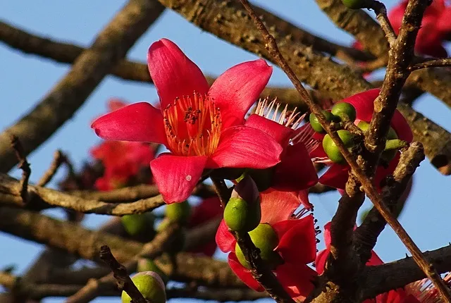 广州市市花——红棉花