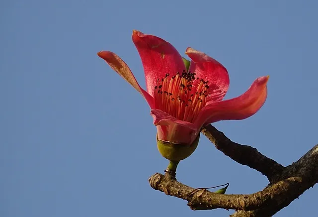 广州市市花——红棉花
