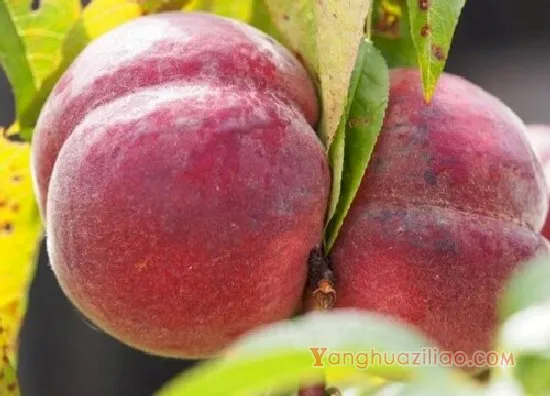 香山水蜜桃7