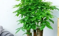发财树有毒吗 可以放在室内养吗