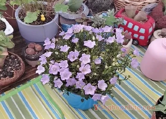 重瓣风铃草3