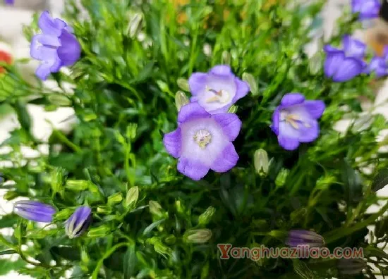 风铃草3(2)