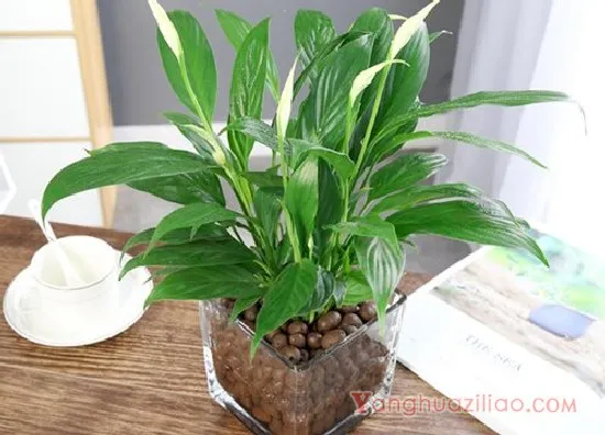一帆风顺1(4)
