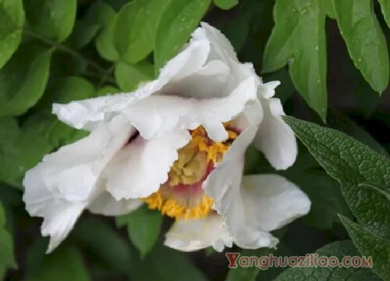 白芍3