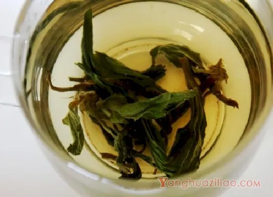 车前草泡水2