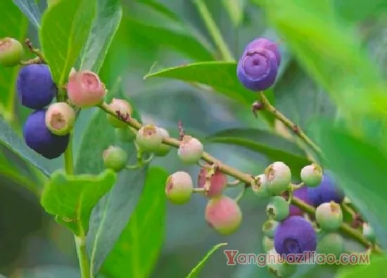 甜心蓝莓2