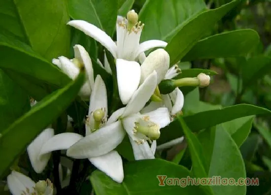 柑橘花1