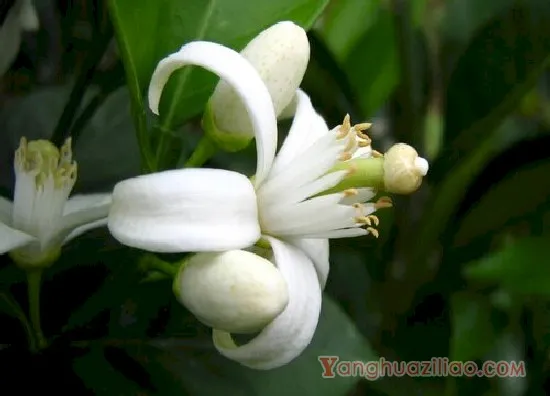 柑橘花2