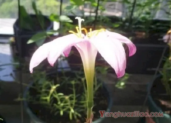 风雨兰2(2)