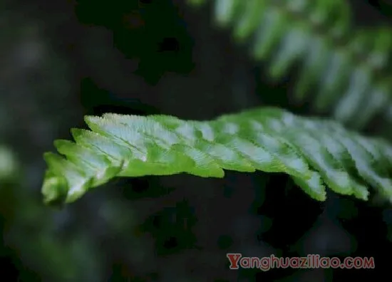 蜈蚣草3(3)