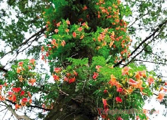凌霄花老桩1