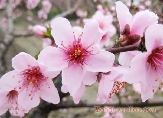 桃花2(3)