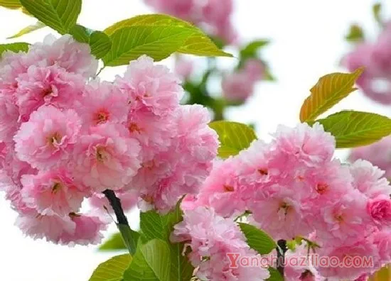 樱花3