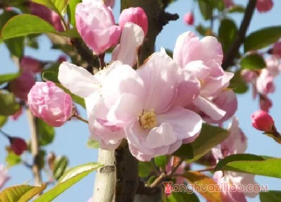 西府海棠花2