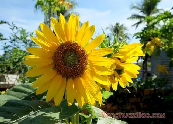 向日葵2(2)