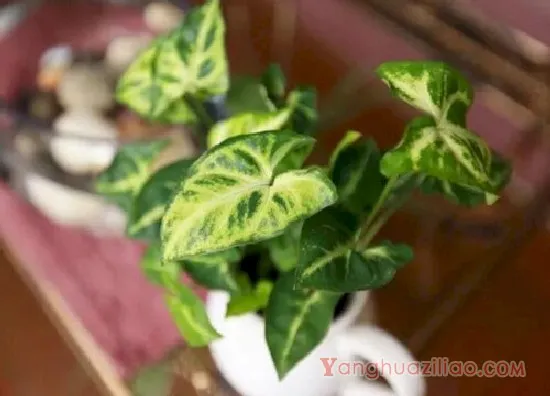 合果芋