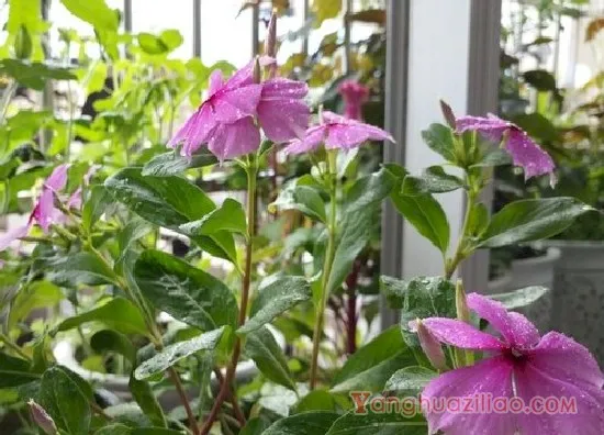 四季梅2(3)