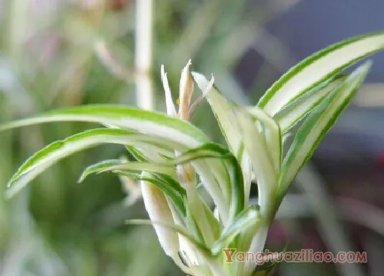 青叶吊兰开花3