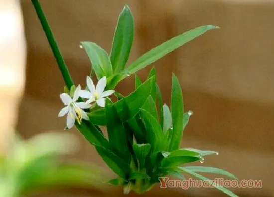 青叶吊兰开花1
