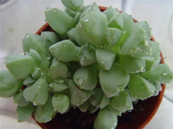 白凤菊:番杏科覆盆花属多肉植物