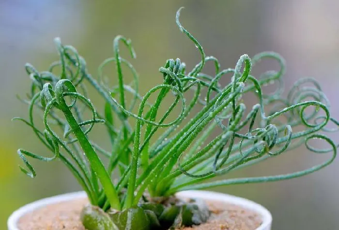 弹簧草:风信子科弹簧属多肉植物