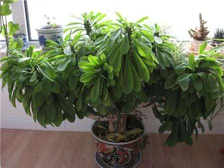 麒麟掌:大戟科大戟属观赏多肉植物