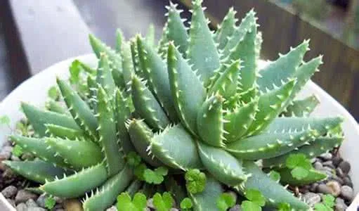 不夜城芦荟:百合科芦荟属多肉植物