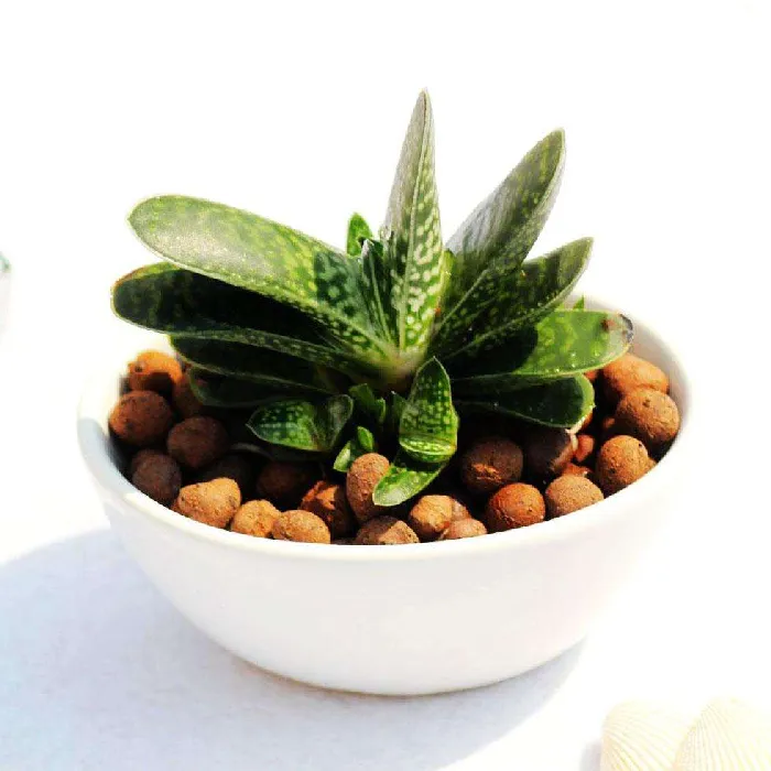 子宝:阿福花科鲨鱼掌属多肉植物
