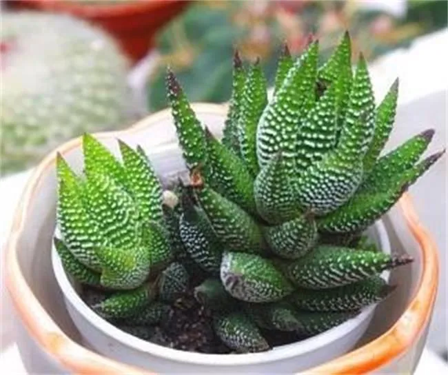 九轮塔：百合科十二卷属多肉植物