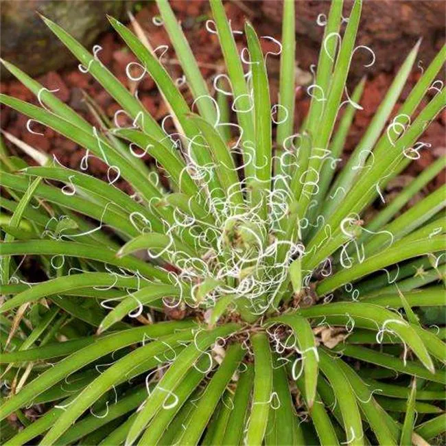 姬乱雪:龙舌兰科龙舌兰属多肉植物