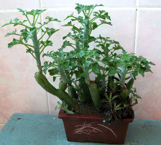 七宝树:菊科千里光属多肉植物