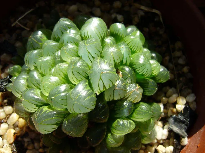 玉露：阿福花科瓦苇属的多肉植物