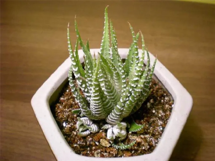 条纹十二卷锦：百合科十二卷属多肉植物