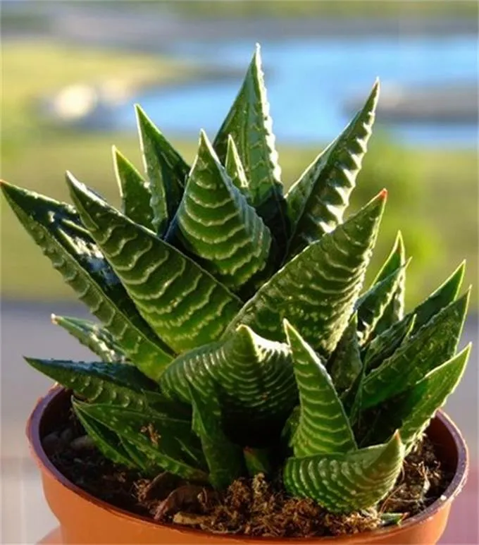 琉璃殿：百合科十二卷属多肉植物