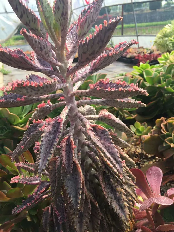 多肉植物图片欣赏:超大的不死鸟锦