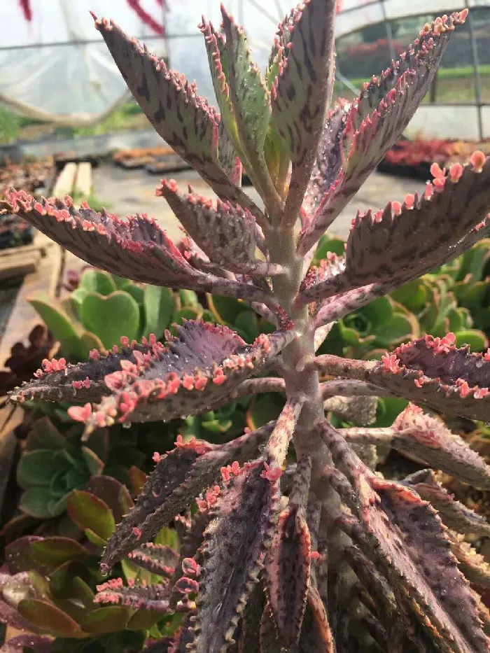 多肉植物图片欣赏:超大的不死鸟锦