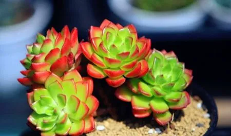 蒂亚：景天属和拟石莲花属的跨属杂交品种