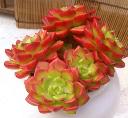 蒂亚：景天属和拟石莲花属的跨属杂交品种