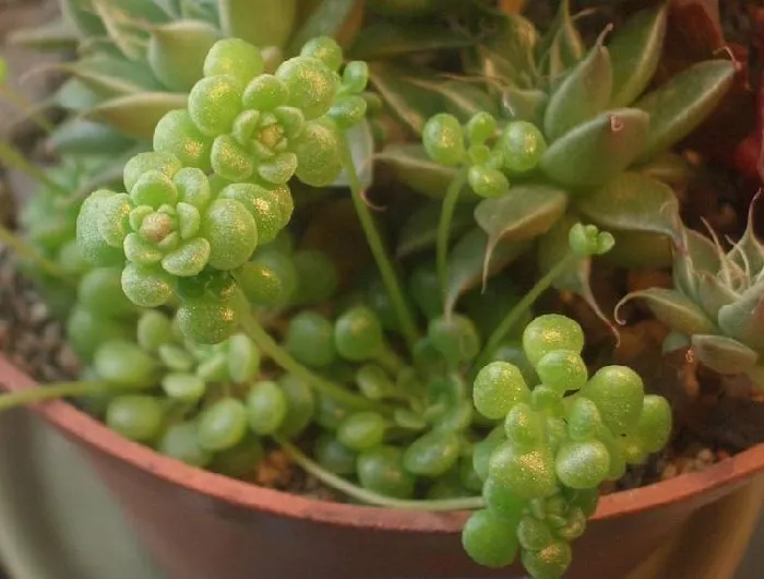 魔南景天（球魔景天）：小型多肉的亚热带植物