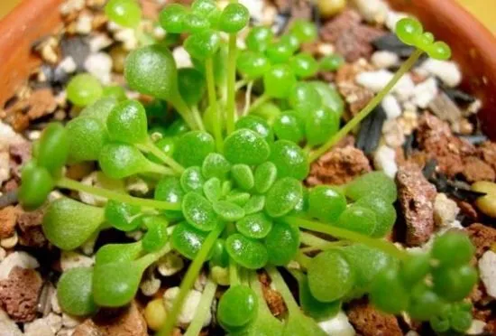 魔南景天（球魔景天）：小型多肉的亚热带植物