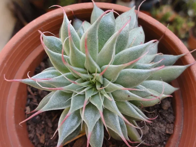 银星：景天科风车草属多肉植物