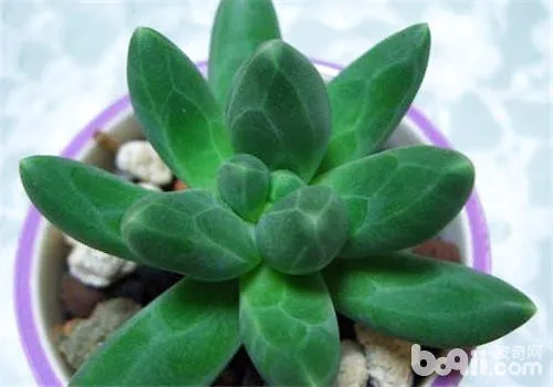 千代田之松：景天科厚叶草属小型多肉植物