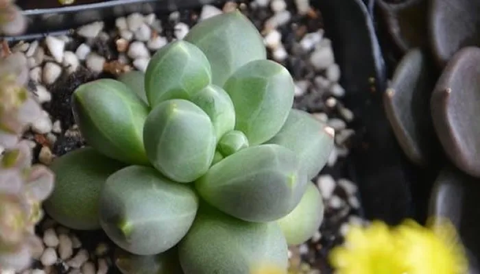 千代田之松：景天科厚叶草属小型多肉植物