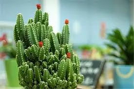 万重山：仙人掌科仙人柱属多浆多肉植物