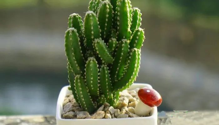 万重山：仙人掌科仙人柱属多浆多肉植物