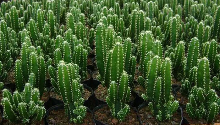 万重山：仙人掌科仙人柱属多浆多肉植物
